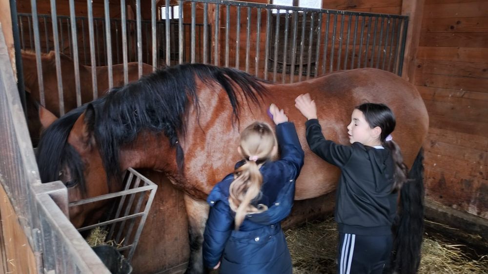 Iapa  ponei talie mare  de 3 ani