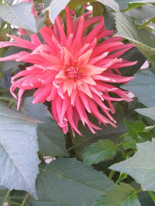 Клубни георгин голландия