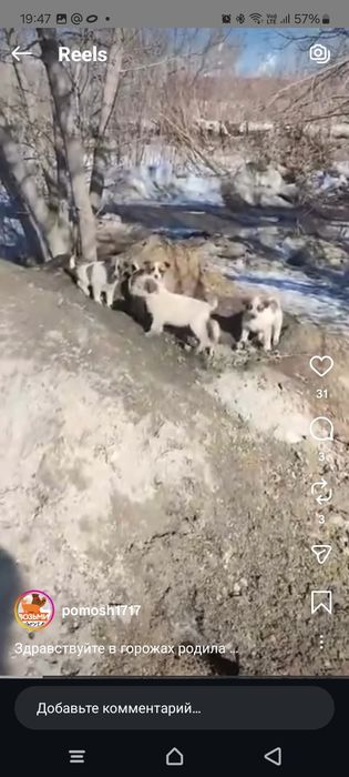 Отдам щенков, есть мальчики и девочки