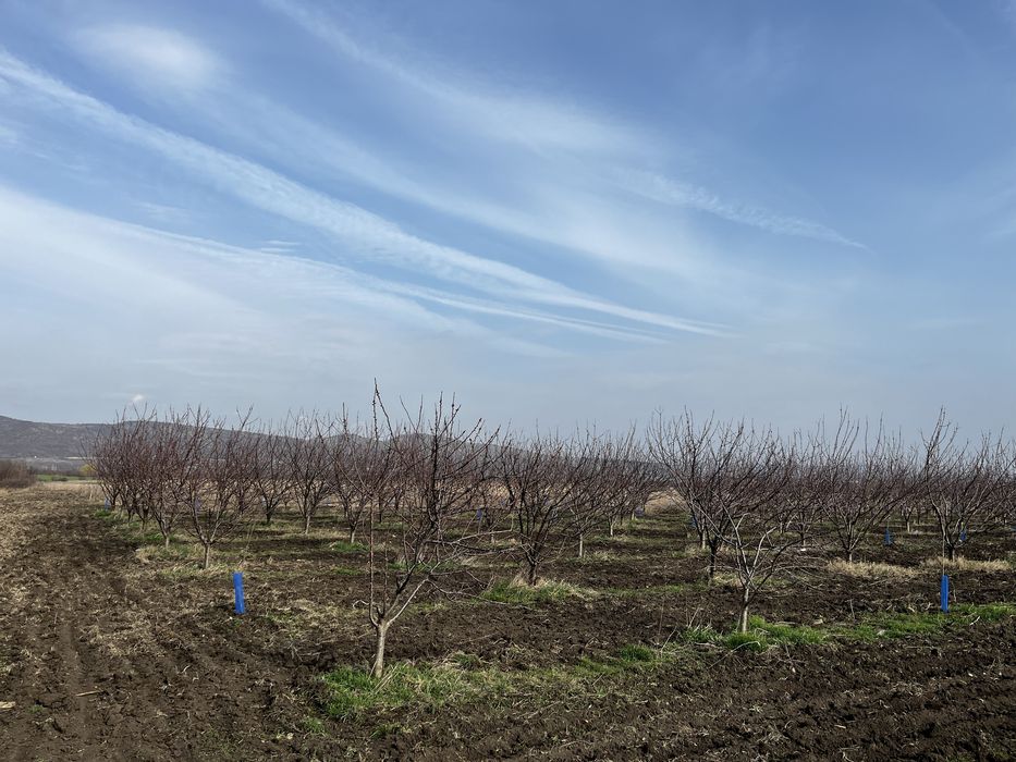 Овощна градина 10дка