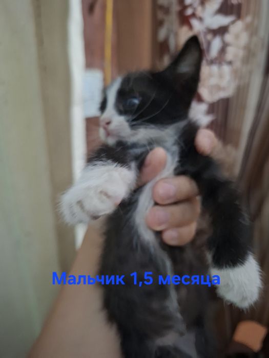Отдам котят в добрые  руки.