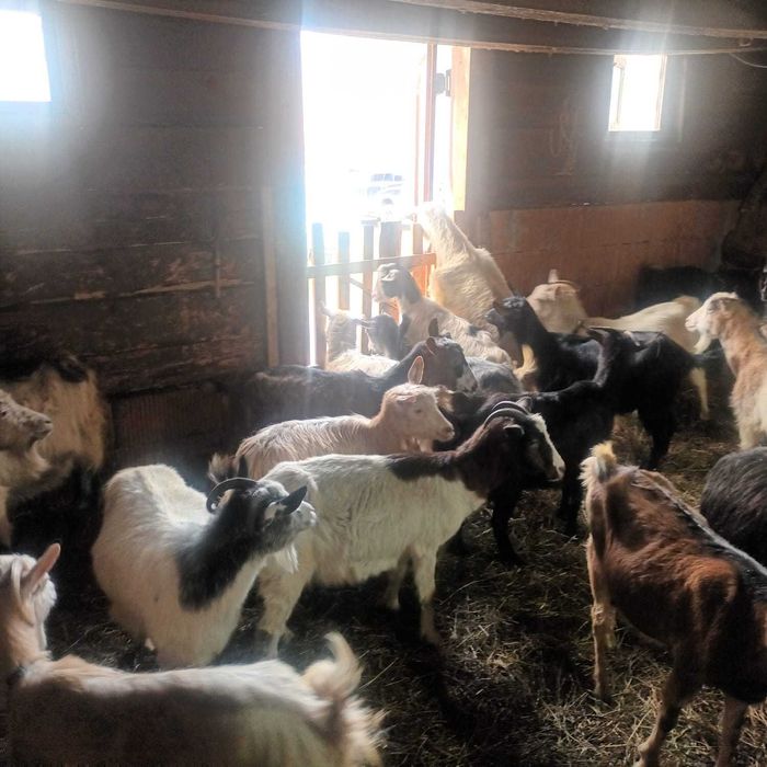 Vând iezi și capre gestante | Pret negociabil