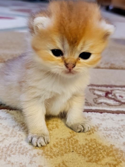 Продам котят Шиншиллят