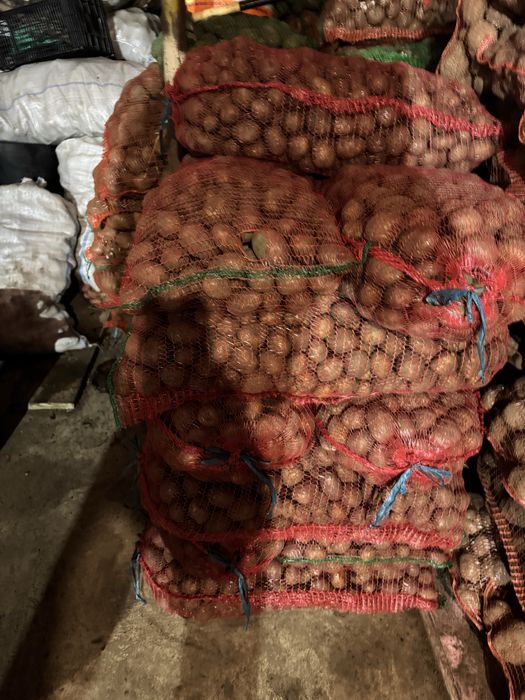 Vând cartofi pentru animale 1leu kg sau de sămânță,cartofi consum 2 le