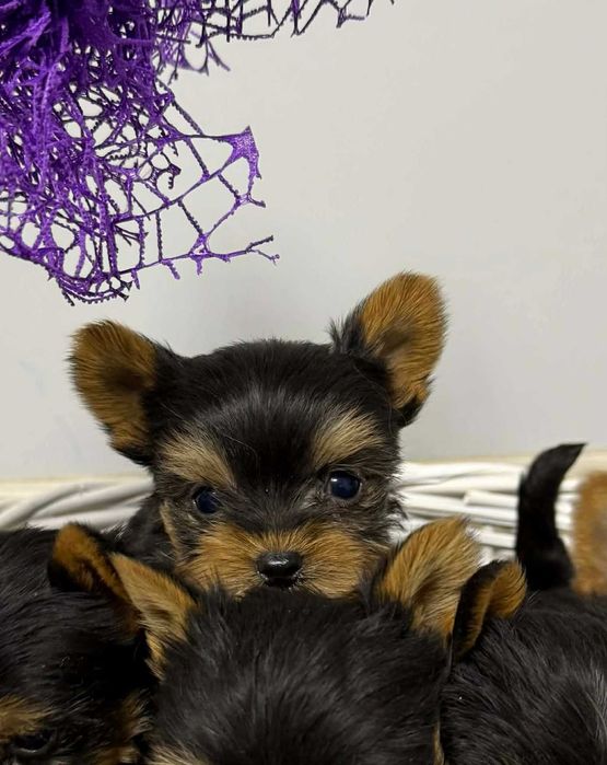 Йоркширски териер