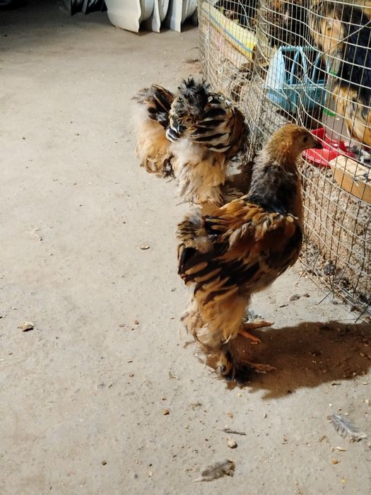 Brama Paliviy-pux 4 dona jojalari