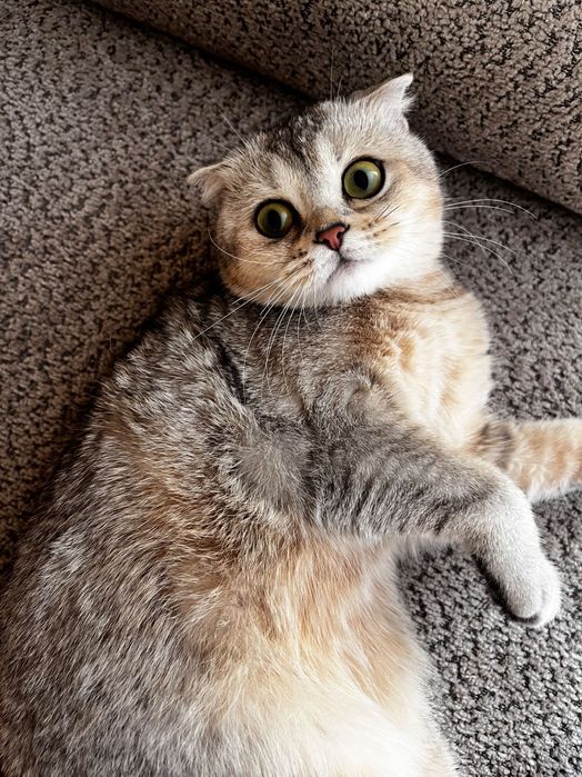 продажа кошка шотландская