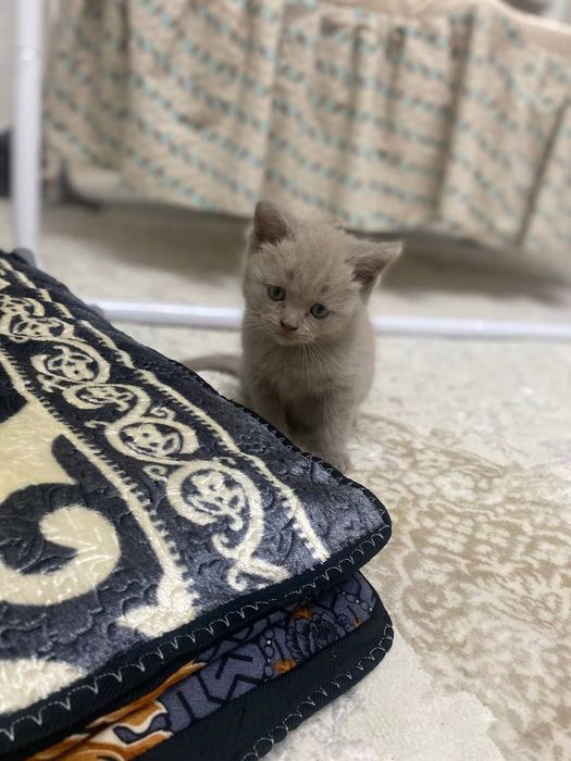 Skotish strayt Parodali mushuk