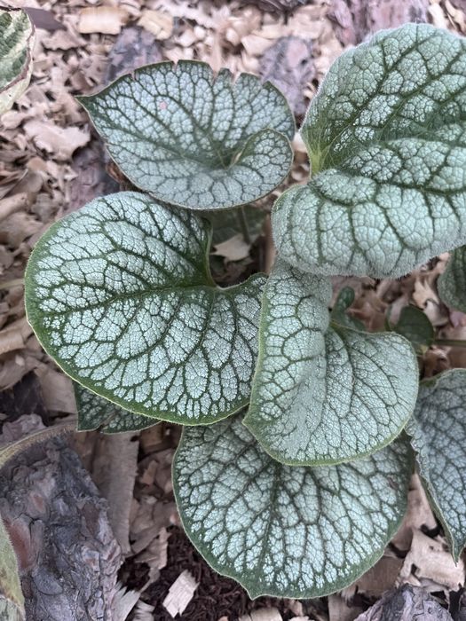 Комнатные и садовые растения