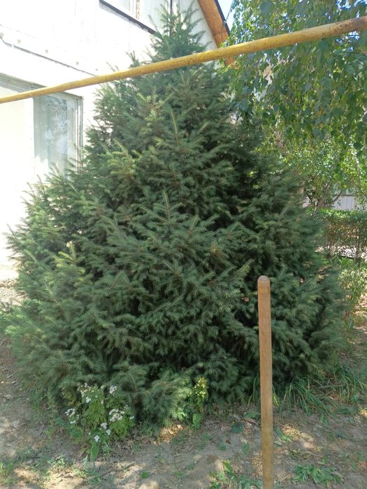 Ёлка очень красиввя