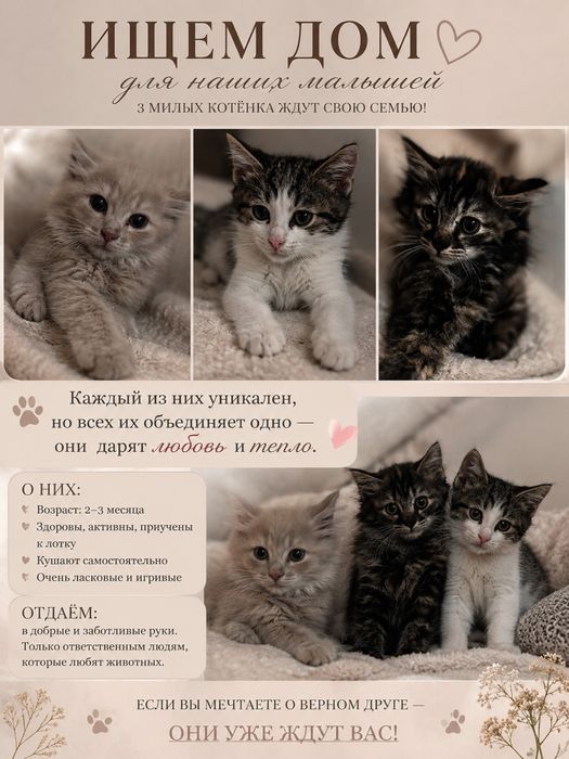 Котята в добрые руки