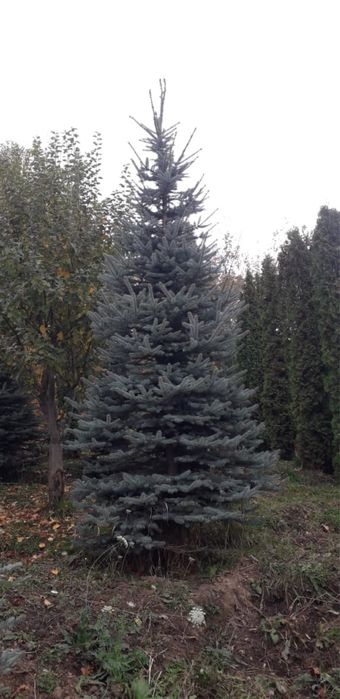Ель голубая 4-5 метров