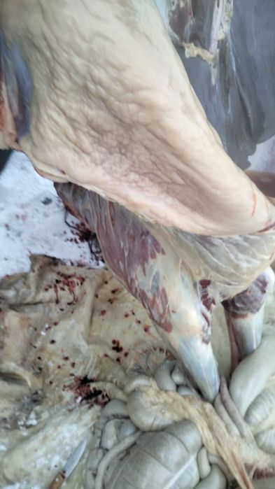 Продаю тай елі қазы