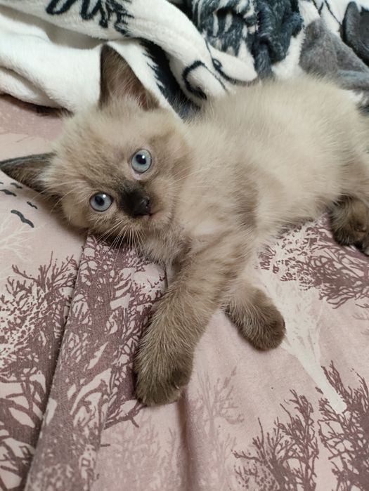 Продам шотландского котенка