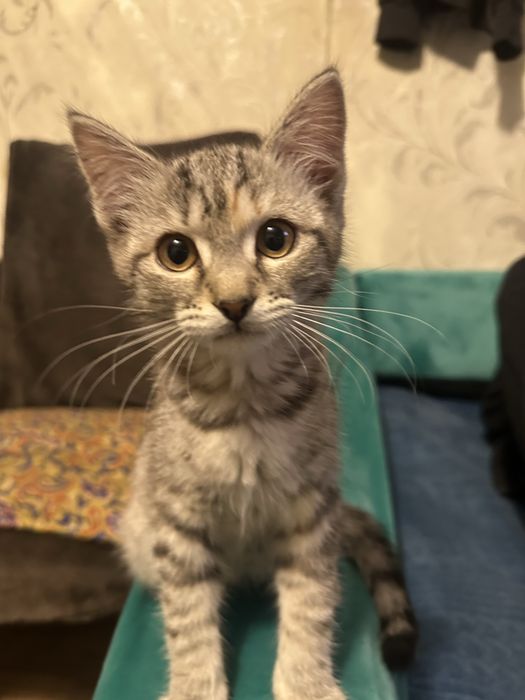 Отдам кошек добрые руки