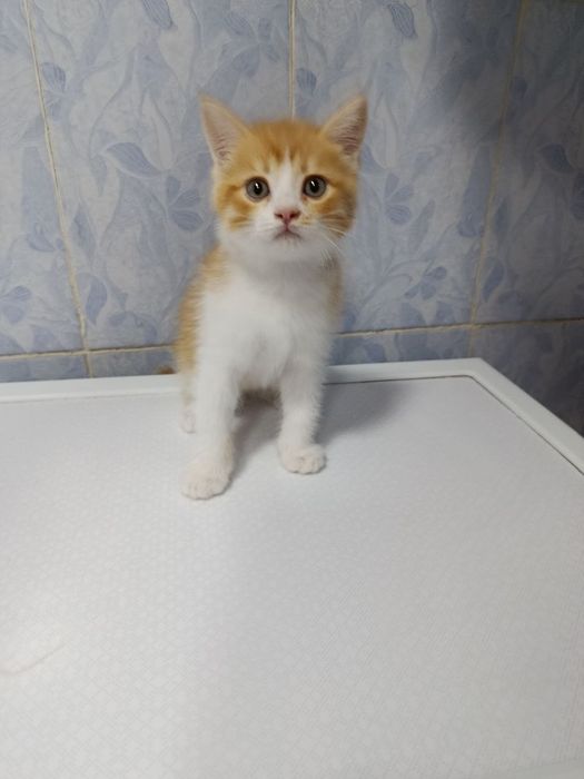 Продаётся котёнок девочка