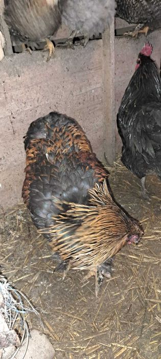 Ouă pentru incubat – mixt gospodăresc