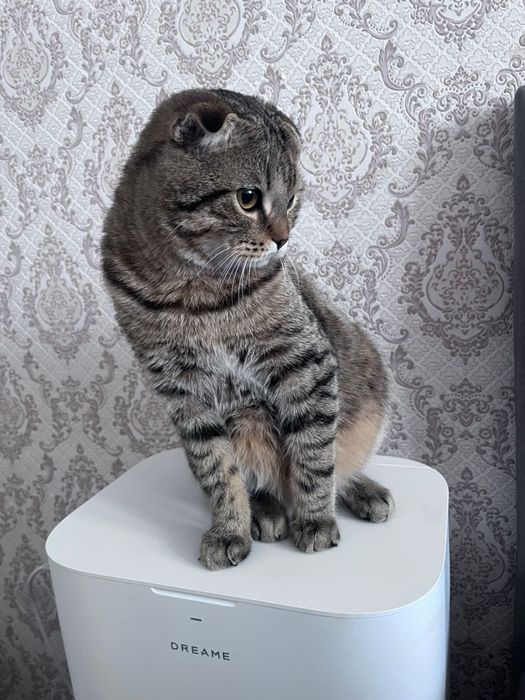 Хочу найти дом щенку