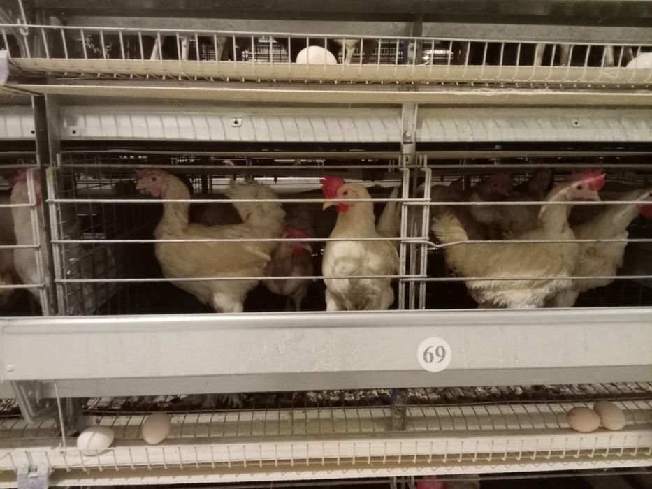 Куры несушки продажа