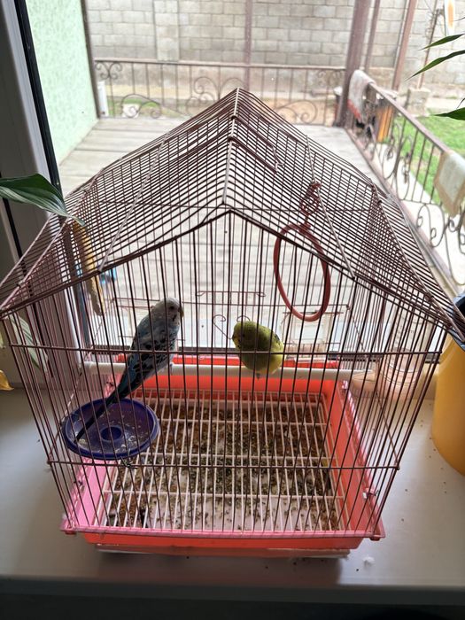 Попугай 2 шт в комплект