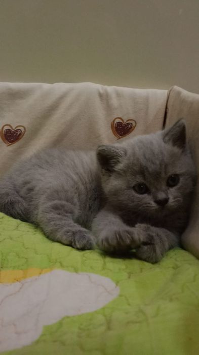 Продам котёнка девочку