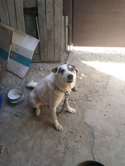 Отдам бесплатно лайку