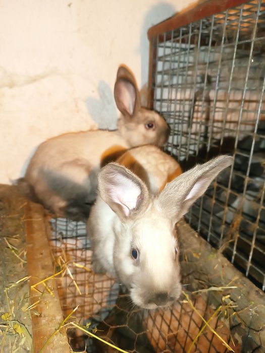 Vând iepuri secuiesti