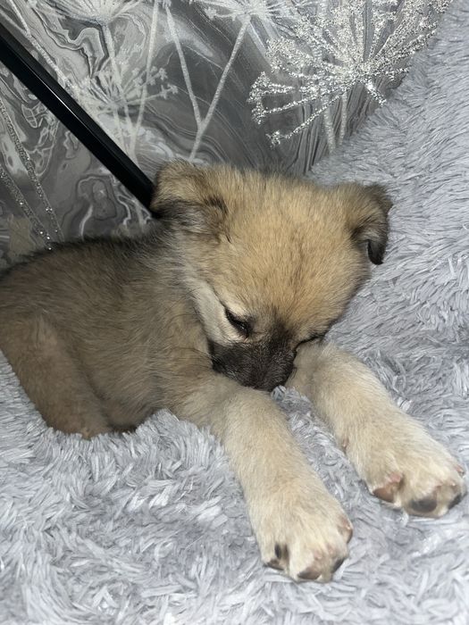 Собакам маленький щенок