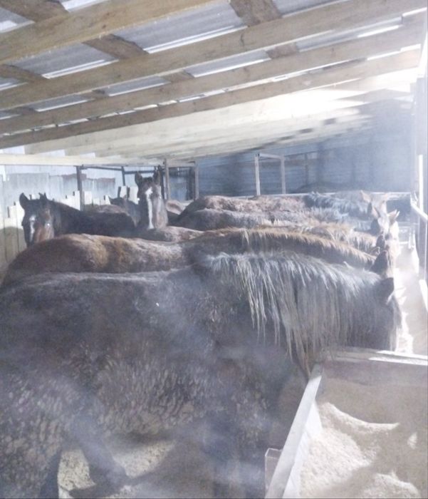 Жылкы соғым 2900