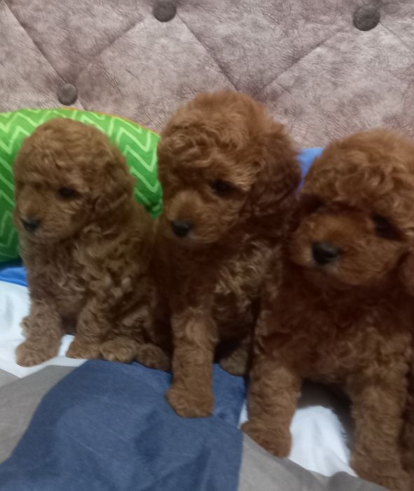 Готовятся к продаже щенки пуделя.