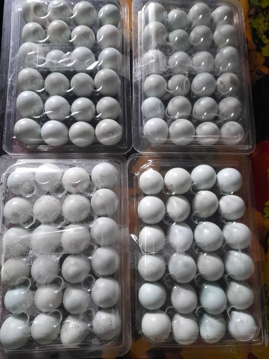 Oua caledon albastre, tuxedo ,polar,jumbo gold, japoneza