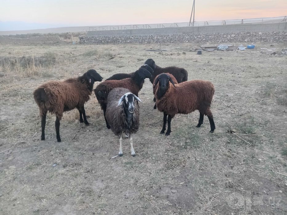 7 ta sog'lom qo'ylar sotiladi