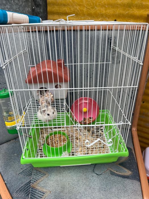 Отдам даром Хомячки