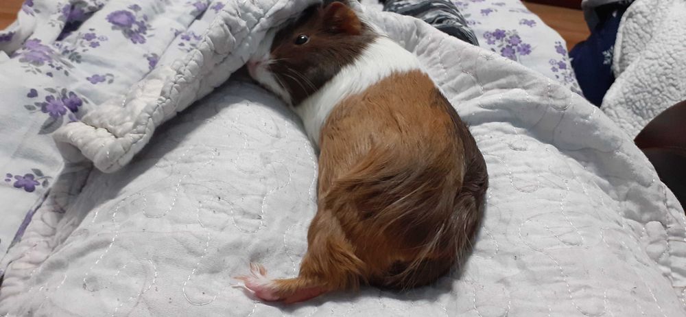 Donez porcușor de Guineea – maro cu alb