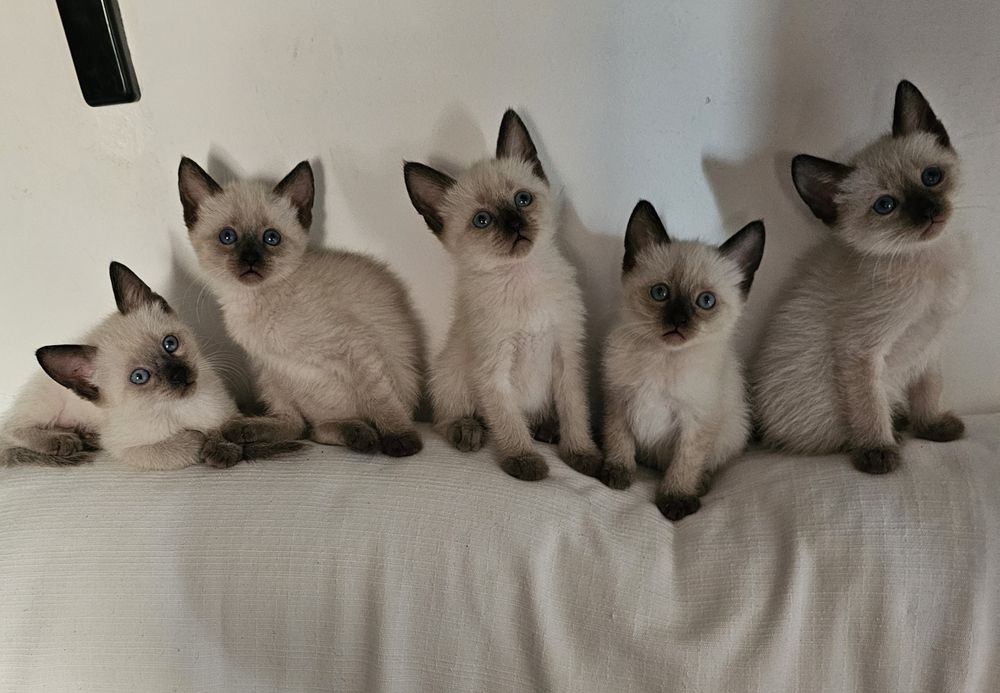 Pisici birmaneze