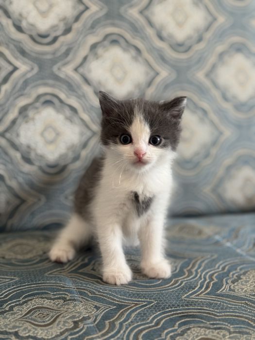 Отдам котят в самые лушче руки