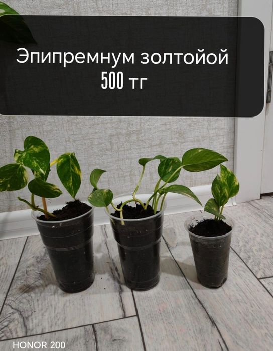 Семей бөлме гүлдері