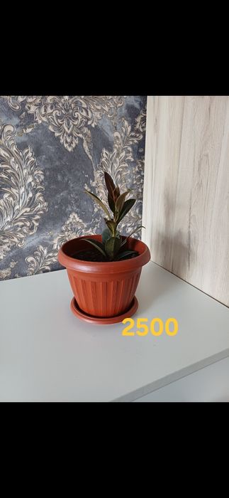 Комнатные растения от 1000