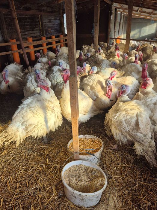 Curcani disponibili crescuți bio, greutate între 12 kg-25 kg.