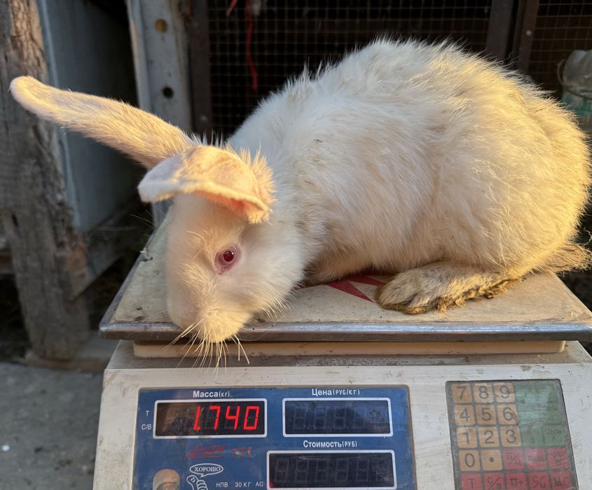 Крольчата, кролики