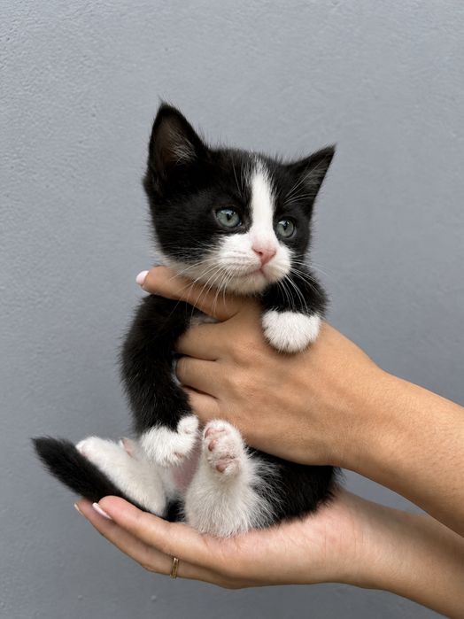 БЕСПЛАТНО Котята ищут дом!