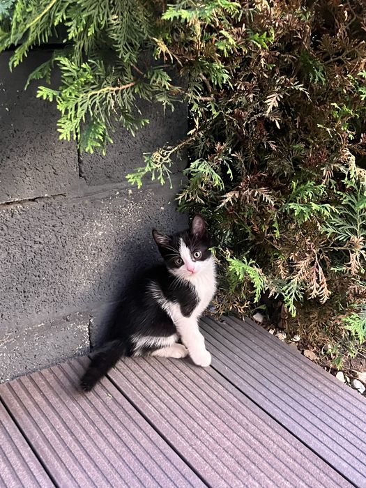 Котята ищут дома