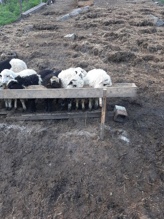 Vand trei meluti și-o caprita