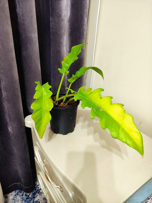 Филодендрон золотой крокодил