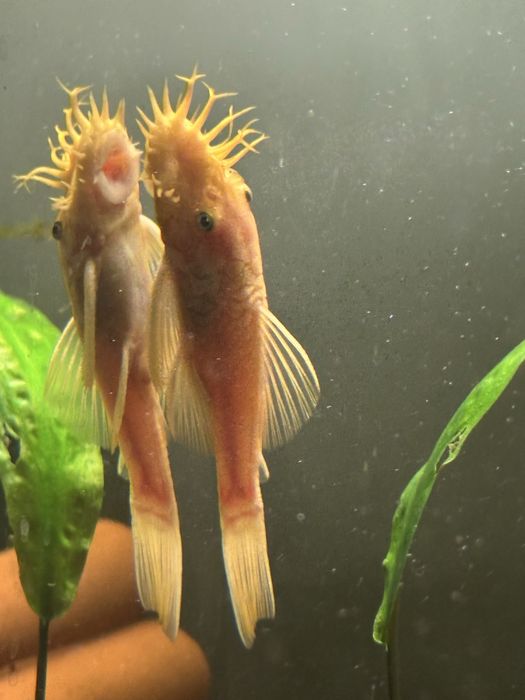 Анциструс номерной l 144