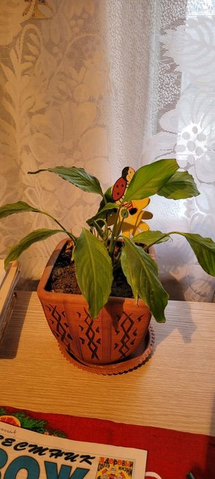 Цветы комнатные, разные