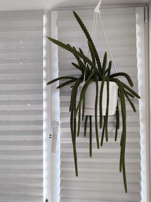 Эпифитный кактус