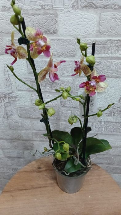 Цветы домашние . Комнатные цветы