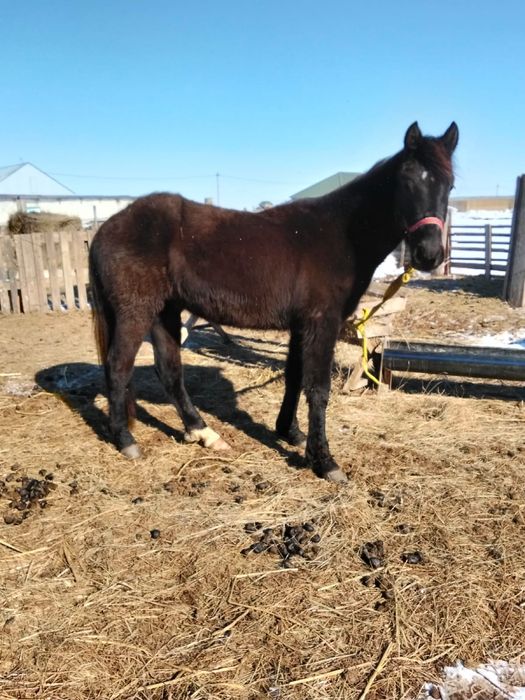 жуас  мінгі құнан