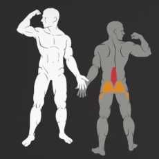 Фитнес Уред за Гръбни Екстензии – Back Extension IF9332